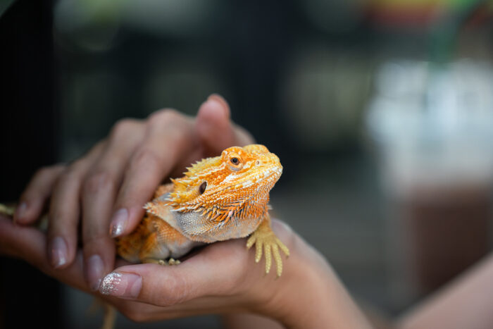 A yellow bright colorful iguana lizard which is holding on the people hand, It's exotic pet. Animal portrait eye focus photo.