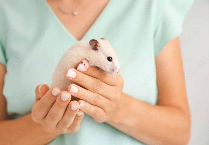 A person gently cradles a small white hamster in their hands, with the focus on the animal's tiny face and the person's carefully manicured nails.