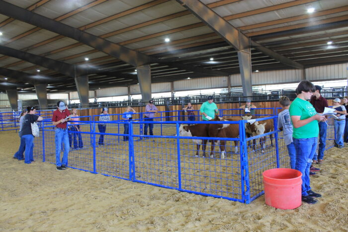 People standing around a cow pen in a covered arena.