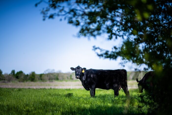 A black cow standing in a green field