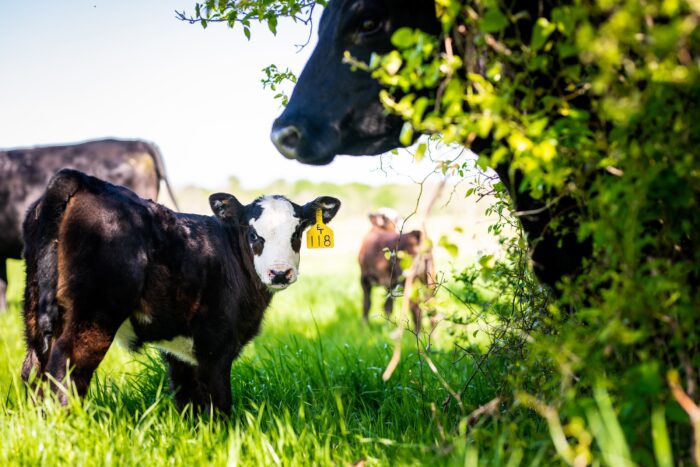 A photo of a black cow calf with a white face looking toward the camera. Other cows are visible in the background. The calf has a yellow ear tag that reads "118"