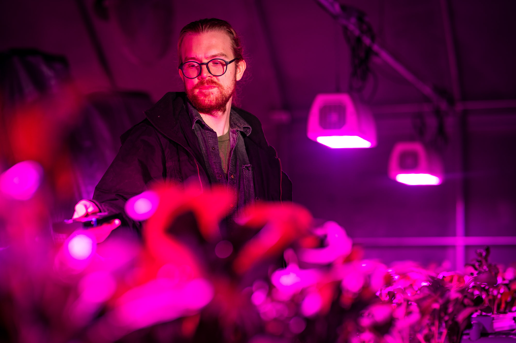 A researcher at East Texas A&M University examines plants under specialized LED grow lights in a controlled environment, studying innovative indoor farming techniques.