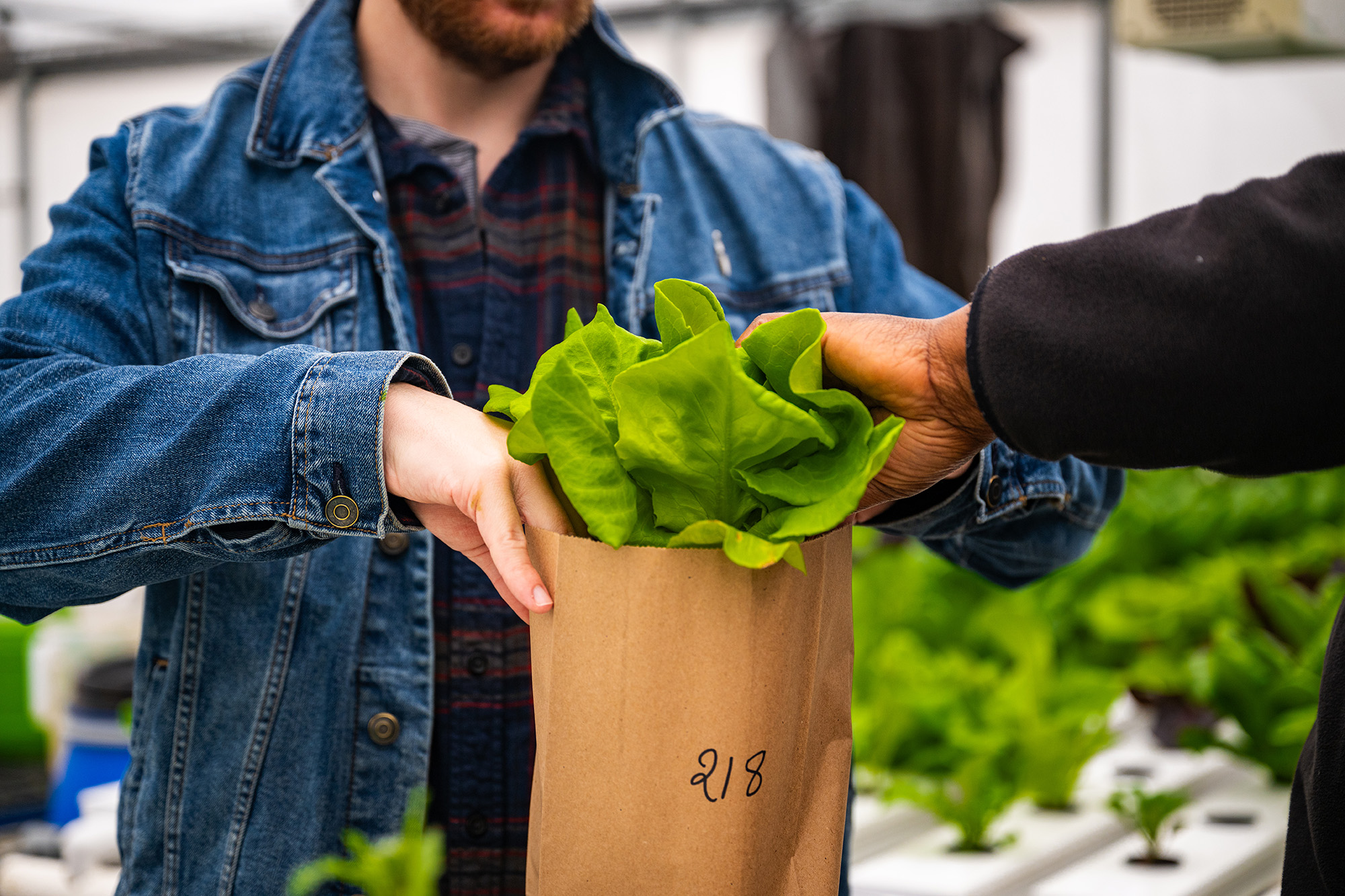 A close-up of a fresh green lettuce head being handed over in a brown paper bag inside a hydroponic greenhouse at East Texas A&M University's urban agriculture research facility.
